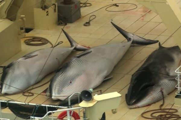 Activistas de Sea Shepherd denunciaron el lunes la matanza de cuatro ballenas. (Foto Prensa Libre: AFP)