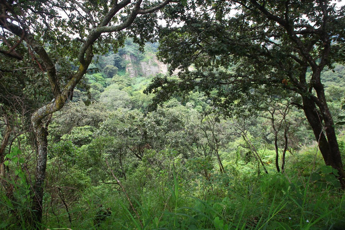 Las Guacamayas es un área de restauración ecológica ubicada en Mixco. En el 2016 fueron plantados más de dos mil árboles de ciprés y pino en el lugar. (Foto Prensa Libre: Álvaro Interiano)