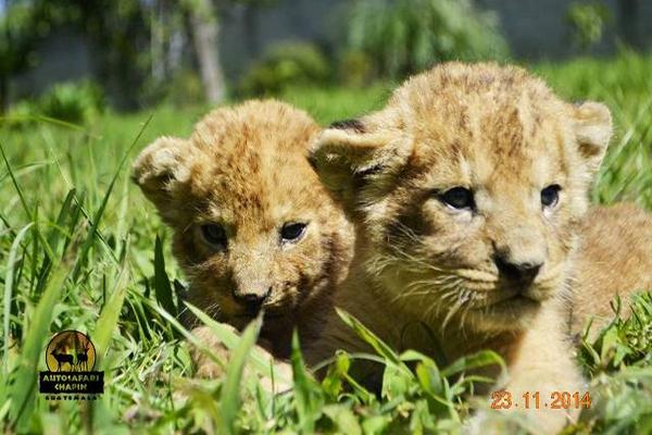 Los dos leones, hembra y macho, nacieron en cautiverio en la reserva natural  Auto Safari Chapín. (Foto Prensa Libre: Auto Safari Chapín).