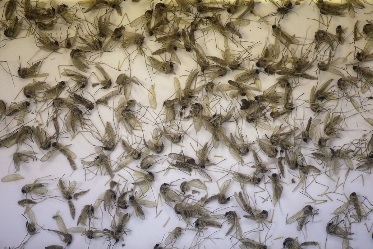 Colección de mosquitos Aedes dorsalis y Culex tarsalis para exámenes de laboratorio. (Foto Prensa Libre: Hemeroteca PL)