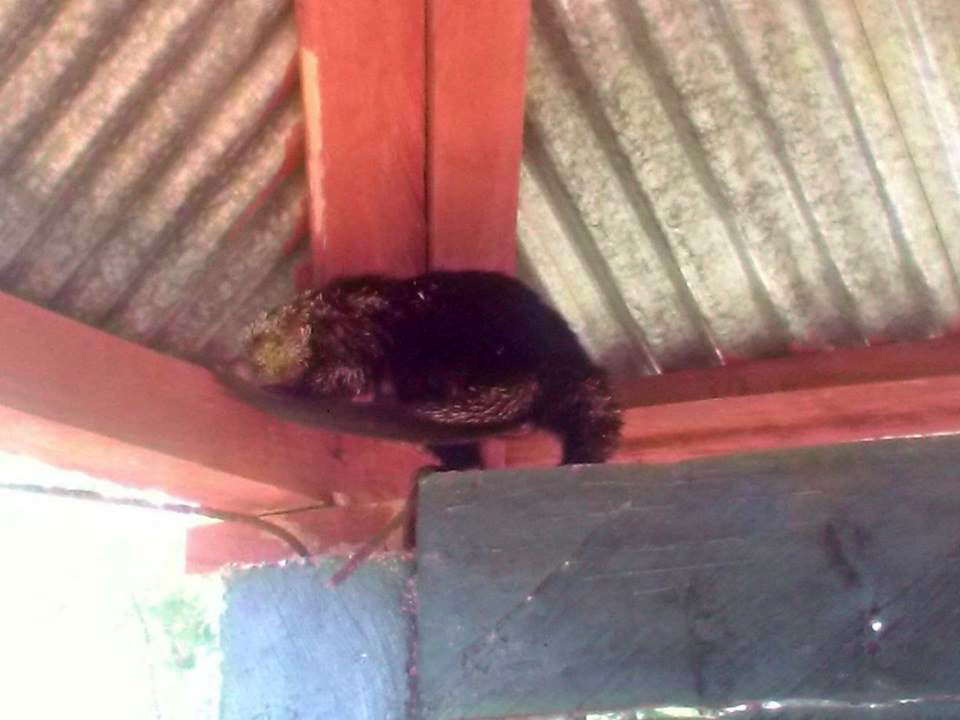 En la Escuela de Secocpur, Cobán, Alta Verapaz, fue localizado un puerco espí­n que fue atrapado y luego trasladado a una zona boscosa para que regresara a su hábitat. (Foto Prensa Libre: Eduardo Sam Chun)