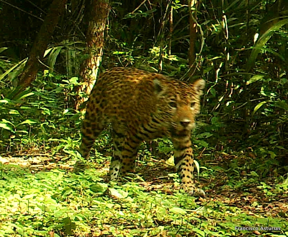 Un ocelote captado con cámara trampa, camina en un área verde del Parque Nacional Mirador Río Azul, en Petén. (Foto Prensa Libre: Rigoberto Escobar)
