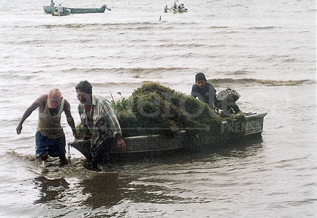 Vecinos de Izabal comenzaron a retirar la planta manualmente sin embargo no es suficiente. (Foto: Hemeroteca PL)