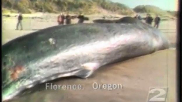 Un enorme cachalote de entre 40 y 65 toneladas apareció varado en la playa. El problema: ¿qué hacer con él? Foto: The Exploding Whale/YouTube.