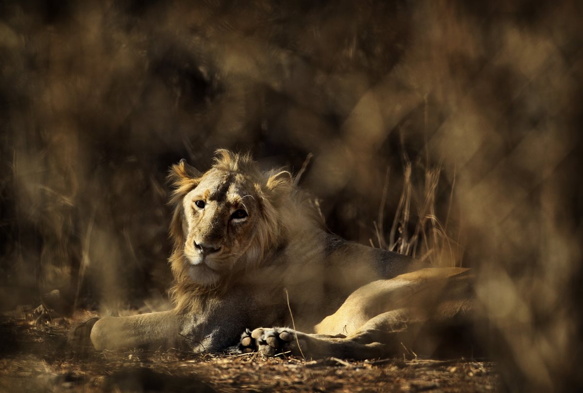 Un leon descansa en el santuario de la India donde han ocurrido los ataques. (Foto Prensa Libre: AP).