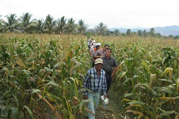 Se espera que en dos meses ya esté a la venta la semilla de maíz para los campesinos.