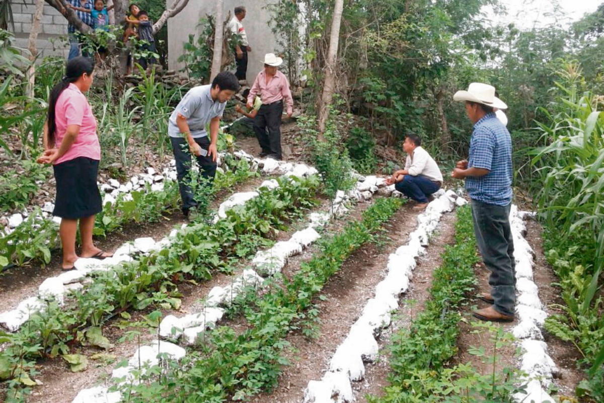 captación y manejo de agua de lluvia podría servir para abastecer del líquido por varios meses a los cultivos del Corredor Seco, dicen expertos. (Foto Prensa Libre: cortesía fao)