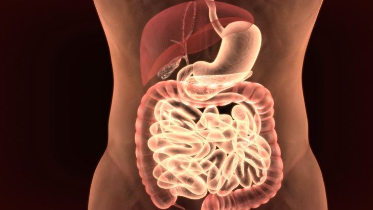 El bazo, el páncreas, el estómago y el colon se encuentra en el lado izquierdo de nuestro cuerpo. (Getty Images).
