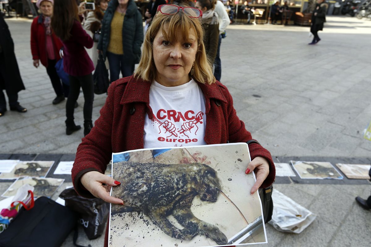 Una defensora de los derechos de los animales muestra una fotografía del gato que fue quemado y lanzado por la ventana. (Foto Prensa Libre: AFP).