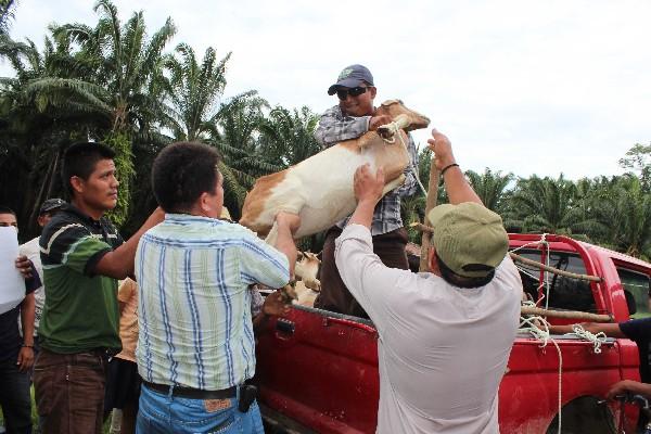 Personal de FDN  entrega una cabra en la comunidad Balandrá, El Estor, Izabal.