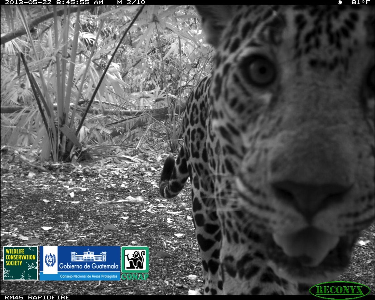 Un jaguar se acerca a la cámara y es captado en una fotografía. (Foto Prensa Libre: WSC y Conap)