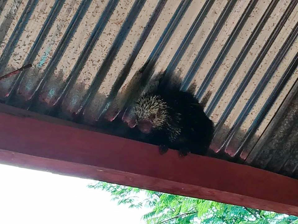 En la Escuela de Secocpur, Cobán, Alta Verapaz, fue localizado un puerco espí­n que fue atrapado y luego trasladado a una zona boscosa para que regresara a su hábitat. (Foto Prensa Libre: Eduardo Sam Chun)