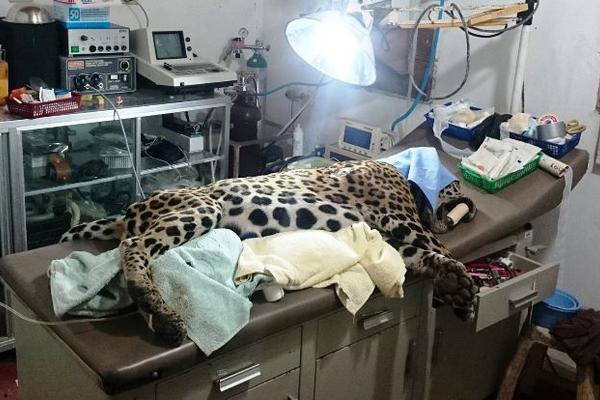 Un jaguar fue llevado a Arcas para intentar salvarlo de un ataque con escopeta. (Foto Prensa Libre: ARCAS)