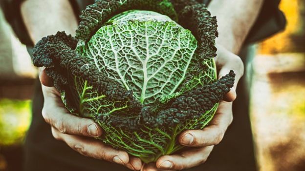 ¿Te animas a comer repollo crudo? (GETTY IMAGES)