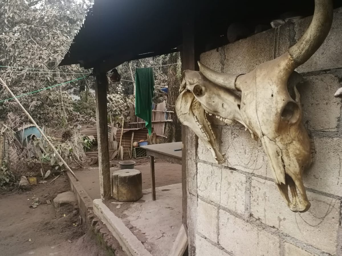 Cultivos de café perdidos y diversidad de animales muertos por erupción de Volcán de Fuego. (Foto Prensa Libre: Estuardo Paredes)