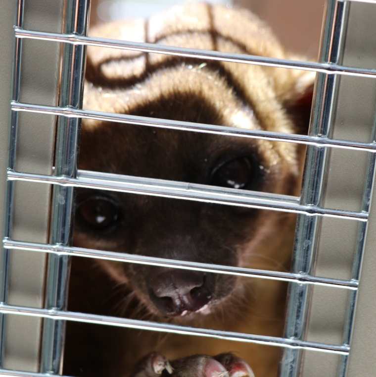 El micoléon fue entregado al Conap y posteriormente devuelto al zoológico. (Foto Prensa Libre: Bomberos Municipales)