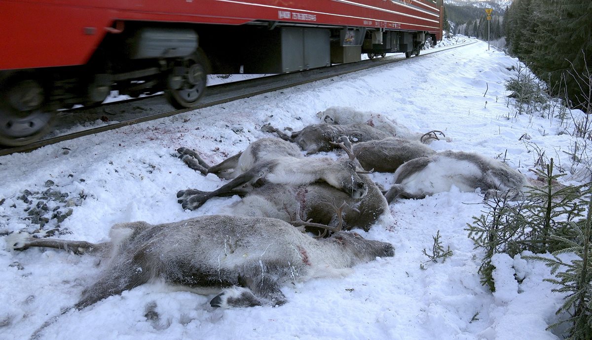 El mortal accidente de renos fue captado por un documentalista quien pudo grabar el momento. (Foto Prensa Libre: EFE)