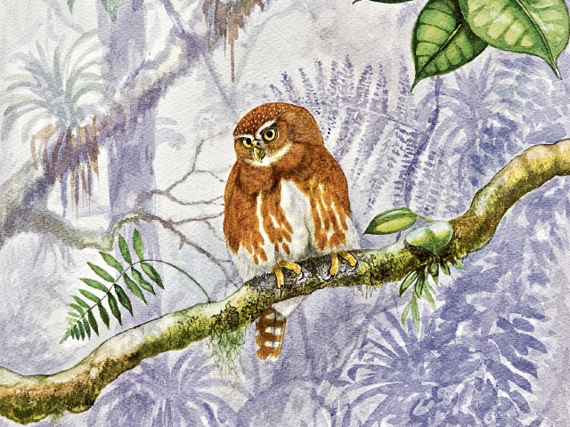 El mochudo andino —Glaucidium jardinii— es originario de Colombia, Venezuela y Perú. Destaca por ser uno de los búhos más pequeños del mundo.