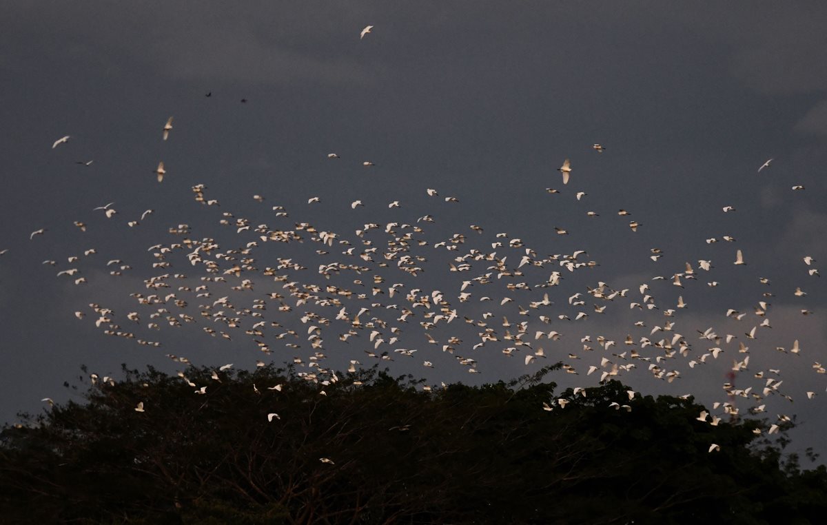 Los expertos dicen que las aves migratorias son "buenos embajadores de la biodiversidad" en el Salvador. (Foto Prensa Libre: AFP)
