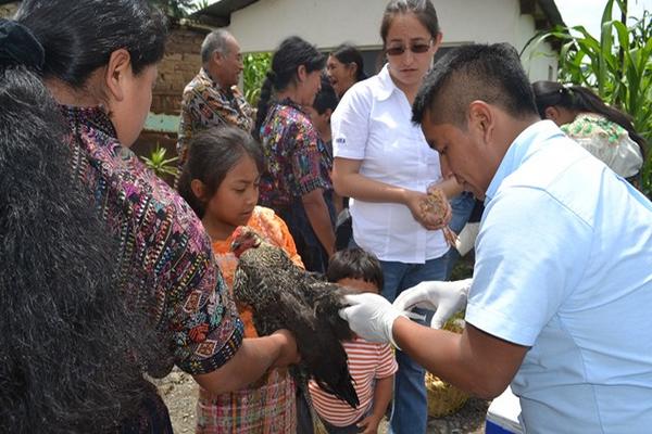 Técnico de Fundea vacuna a una gallina en el barrio San Antonio, de la cabecera de Sololá. (Foto Prensa Libre: Édgar Sáenz)<br _mce_bogus="1"/>
