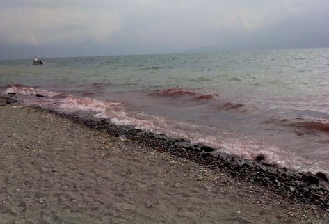 La marea  llegó roja a la playa de Panajachel, como si se hubiera teñido el agua del Lago. (Foto Prensa Libre: Mariel Alejandra Medina)