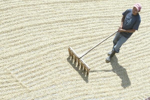 Los recursos del fideicomiso del café serán empleados, entre otras cosas, para el combate a la roya. (Foto Prensa Libre: Hemeroteca PL)