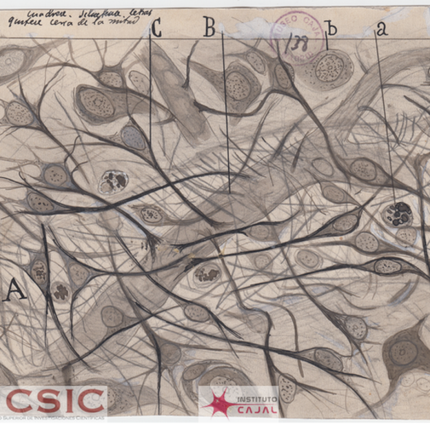 lustración de Santiago Ramón y Cajal. CSIC / INSTITUTO CAJAL