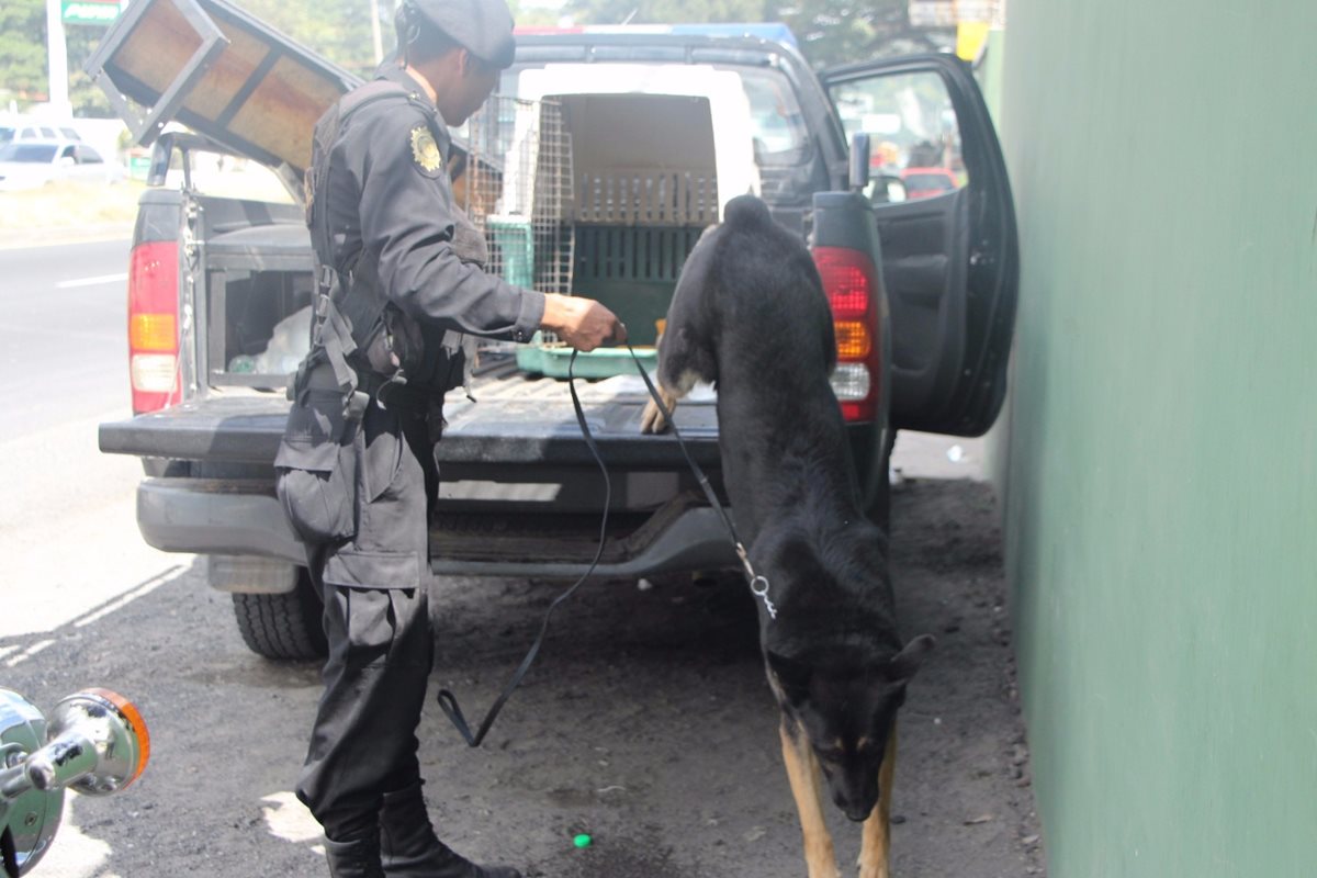 Rambo, el perro policía de la unidad antinarcótica K-9, ha detectado con su olfato 380 kilos de cocaína (Foto Prensa Libre: PNC).