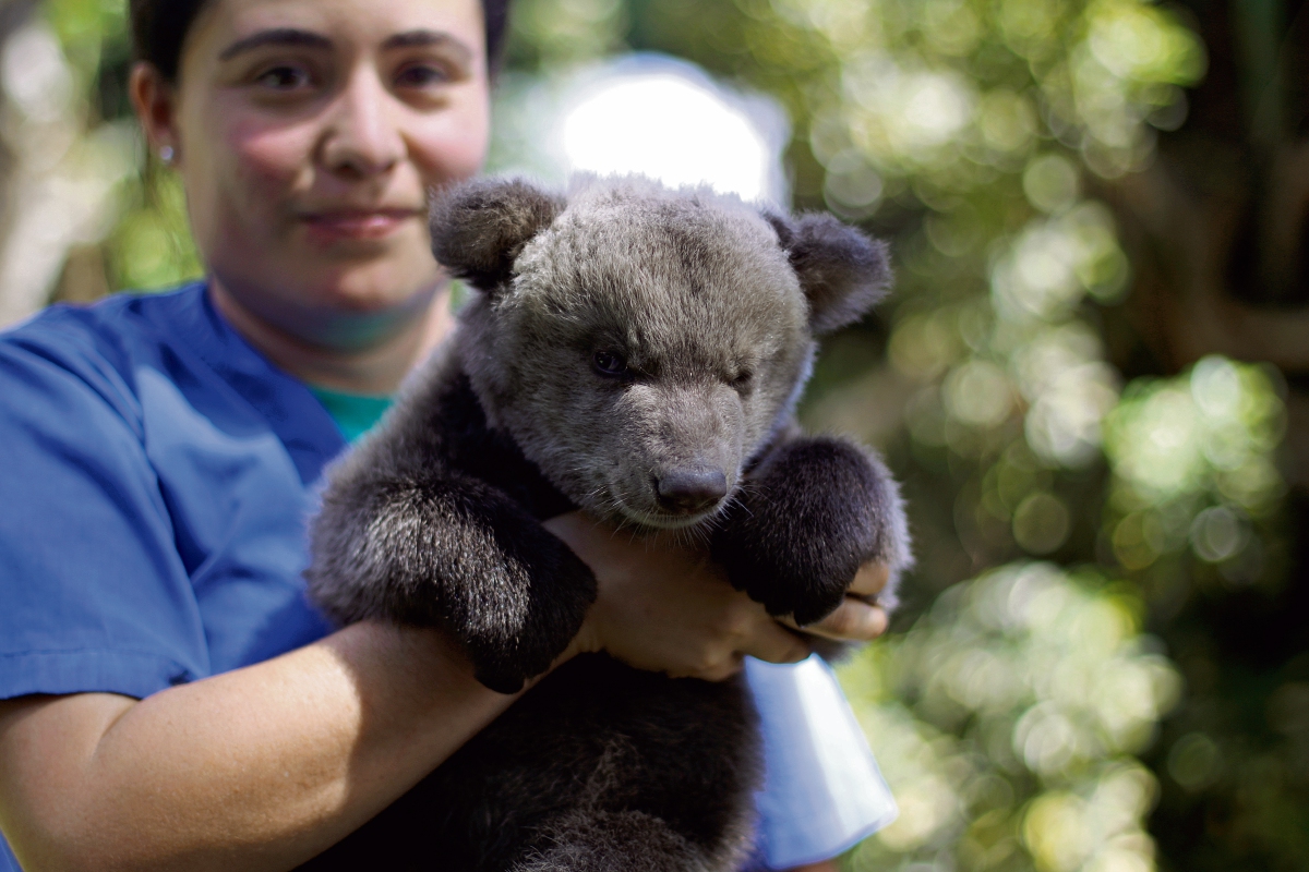 La osa Valentina pesó al nacer 500 gramos. Ahora ya pesa casi las ocho  libras. (Foto Prensa Libre: Edwin Bercián)