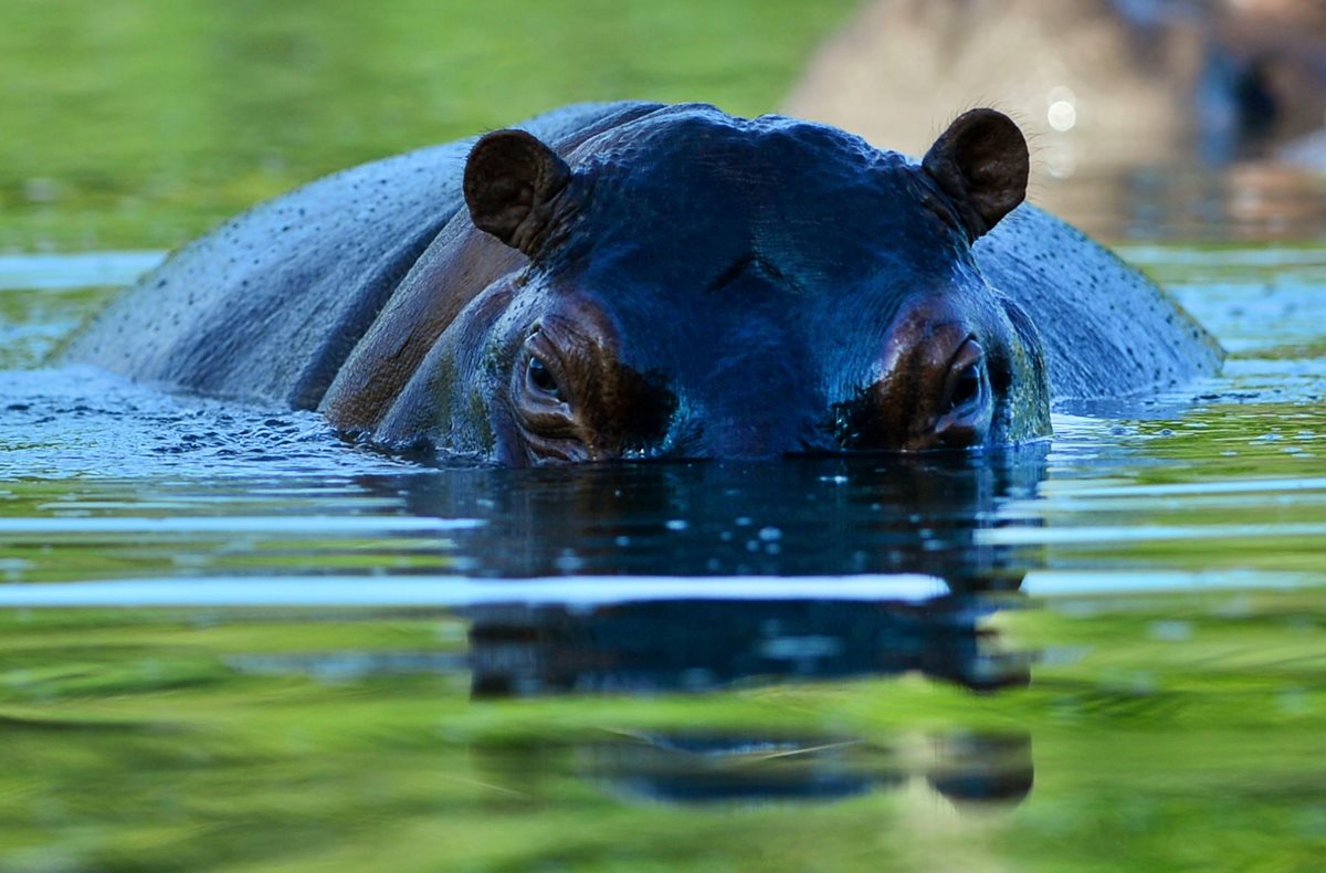 Pablo Escobar introdujo los hipopótamos en la región colombiana del Magdalena Medio, en 1980 y ahora se han convertido en un problema para los ecosistemas nativos, debido a su propagación. (Foto Prensa Libre:) 