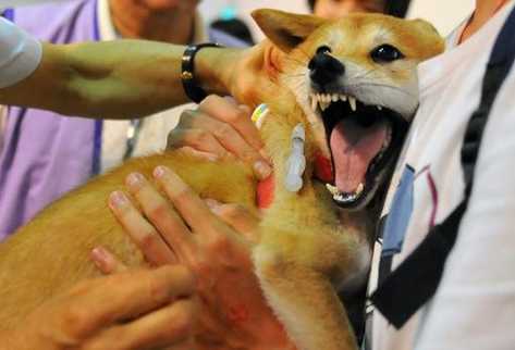 Un perro recibe la vacuna contra la rabia. (Foto Prensa Libre: AFP).
