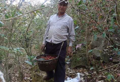 Bartolomé Chavajay rescata el grano que puede en su plantación de San Juan La Laguna, Sololá.