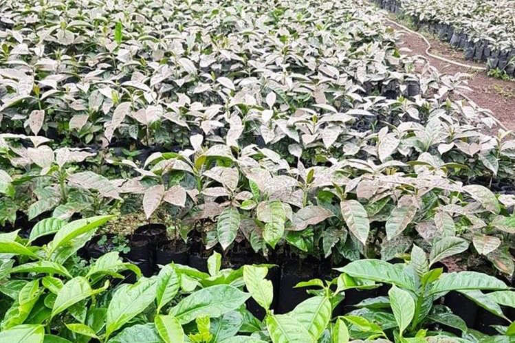 Aparte de cultivos de café también se registran daños y pérdidas en vegetales y frutas, por la erupción del Volcán de Fuego del 3 de junio pasado. (Foto, Prensa Libre: Hemeroteca PL).