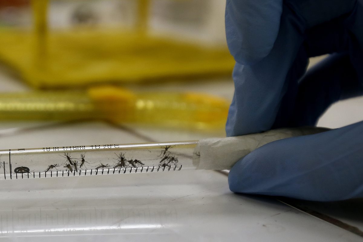 Varios mosquitos Aedes Aegypti son analizados en un laboratorio de Brasil. (Foto Prensa Libre: EFE)