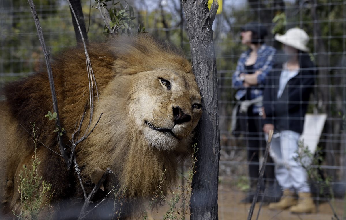 Uno de los 33 leones rescatados acaricia con su cabeza un árbol, probablemente el primero que ha visto en su vida. (Foto Prensa Libre: AP).