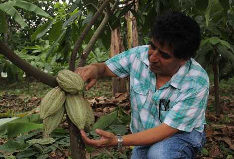 La granja zahori, en Cuyotenango, Suchitepéquez es  donde el doctor Otzoy Rosales desarrolló un jardin clonal con tres especies de cacao criollo.