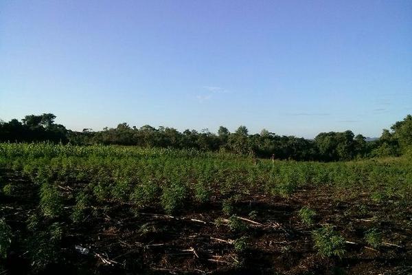 Unas 60 mil matas de marihuana fueron localizadas durante un operativo militar. (Foto Prensa Libre:).