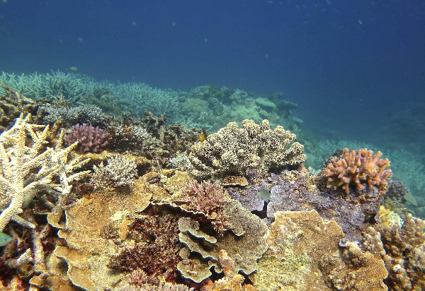 El 67 % de los corales de la Gran Barrera de Australia, ha muerto en los últimos ocho o nueve meses. (Foto Prensa Libre: EFE)