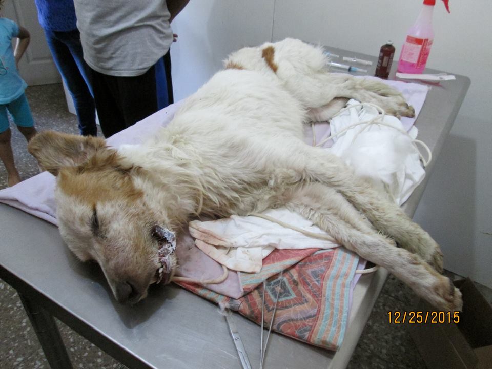 Un perro callejero falleció a consecuencias de la explosión de un juego pirotécnico. (Foto Prensa Libre: Facebook)
