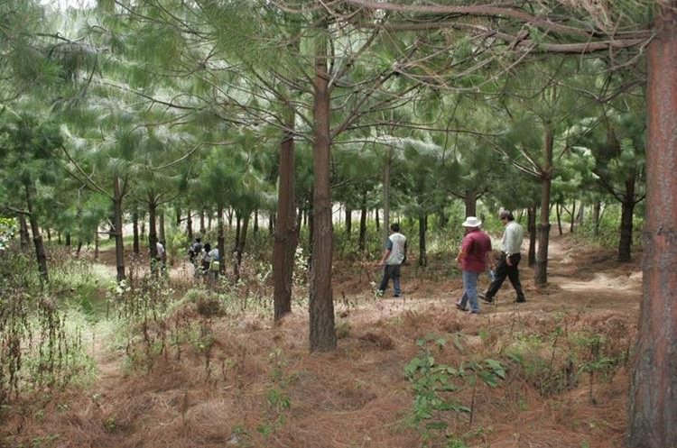En Sololá, donde funcionan dos programas del Inab, se han recuperado cinco mil hectáreas de bosque en los últimos 15 años. (Foto Prensa Libre: Hemeroteca PL)