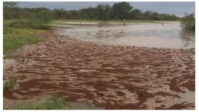 No, no es lodo lo que arrastra ese río desbordado: son millones de hormigas de fuego. @THE-RELIANT/TWITTER