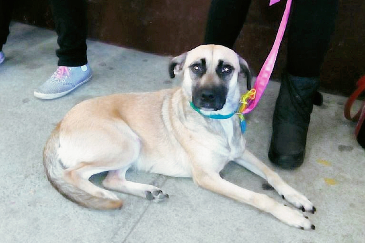 En la 5a. calle A  5-77, zona 3, final Avenida Elena,  se llevará a cabo el domingo 12 una jornada de esterilización de perros y gatos, organizada por Castraciones Guaus&Miaus, para amos de escasos recursos. Teléfonos 5985-8642  y 5123-2328.