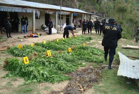 Agentes de la PNC y del Ministerio Público hacen el conteo de la marihuana que  incautaron en la aldea Payá, de San Juan Comalapa. (Foto Prensa Libre: José Rosales Pinzón)