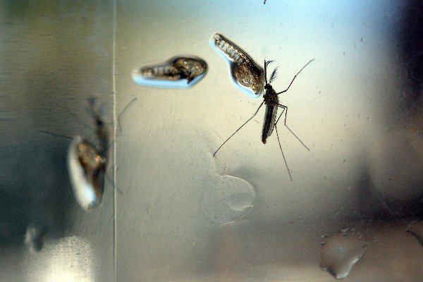 La malaria es causada por un parásito denominado <i id="ms__id2761">Plasmodium</i> que se transmite por la picadura de mosquitos. (EFE)