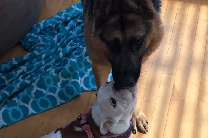 Quasimodo disfruta de la compañía de otros perros rescatados.