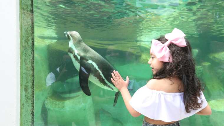 Una niña disfruta al observar los pingüinos en el Zoológico La Aurora. (Foto Prensa Libre: Óscar Felipe Q.)