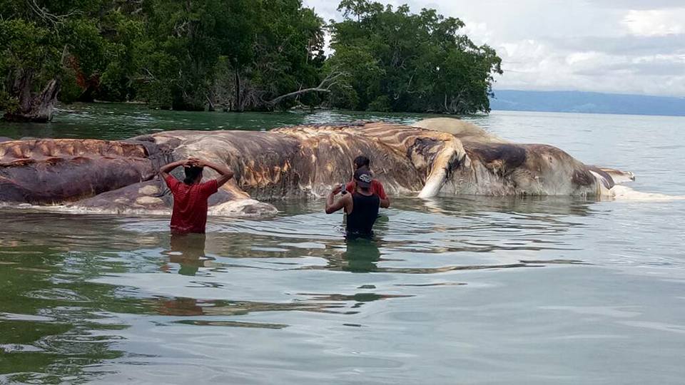 Pobladores de Indonesia se sorprendieron al localizar los restos de un animal cuyo origen se desconoce. (Foto Prensa Libre: Facebook)