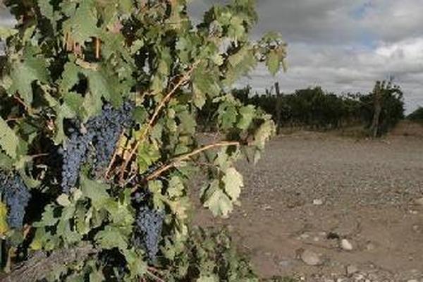 Bolivia prepara proyecto de ley para regular al sector vitivinícola. (Foto. Prensa Libre: EFEt). 