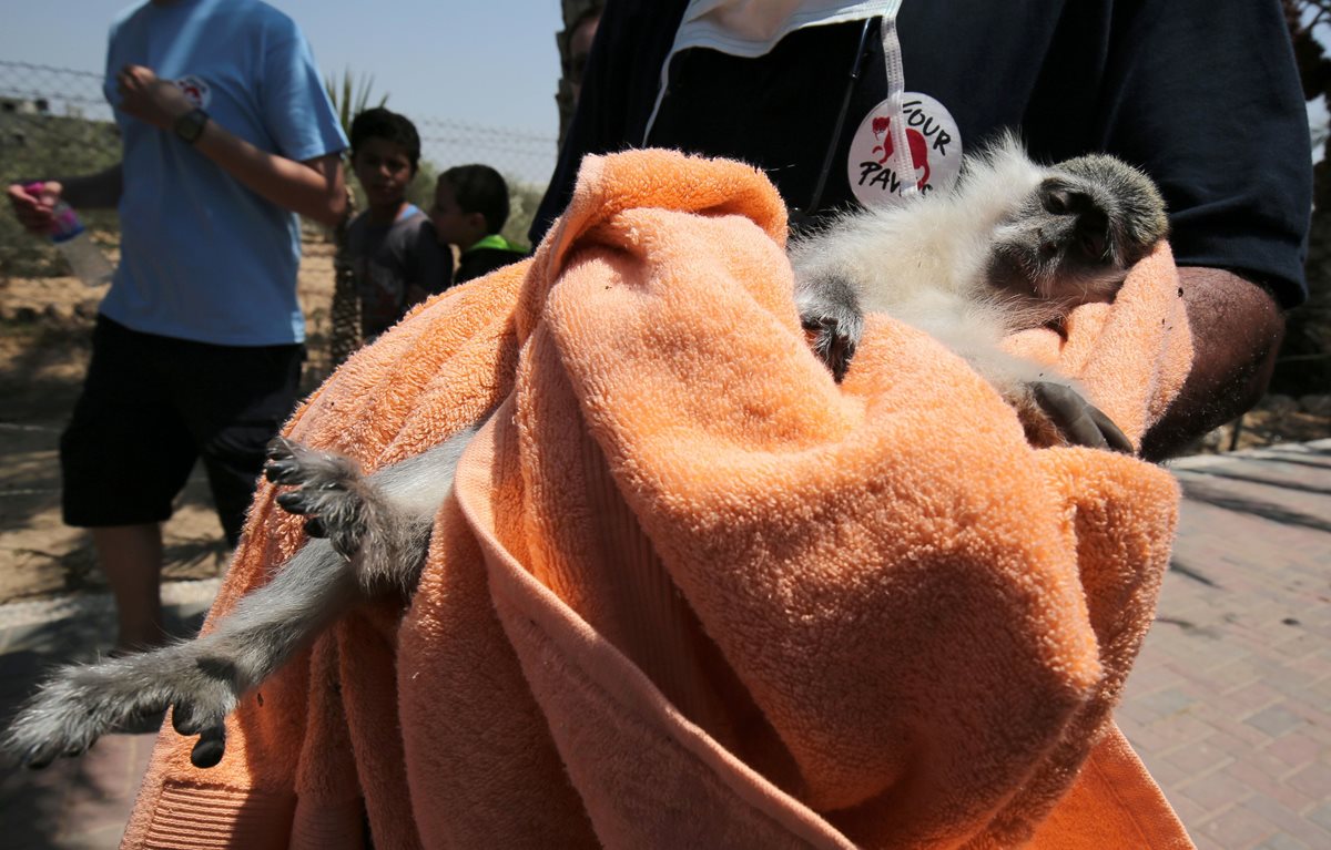 Un mono en condiciones precarias es trasladado por voluntarios de la oenegé que cerró el zoológico en Gaza. (Foto Prensa Libre: AFP).