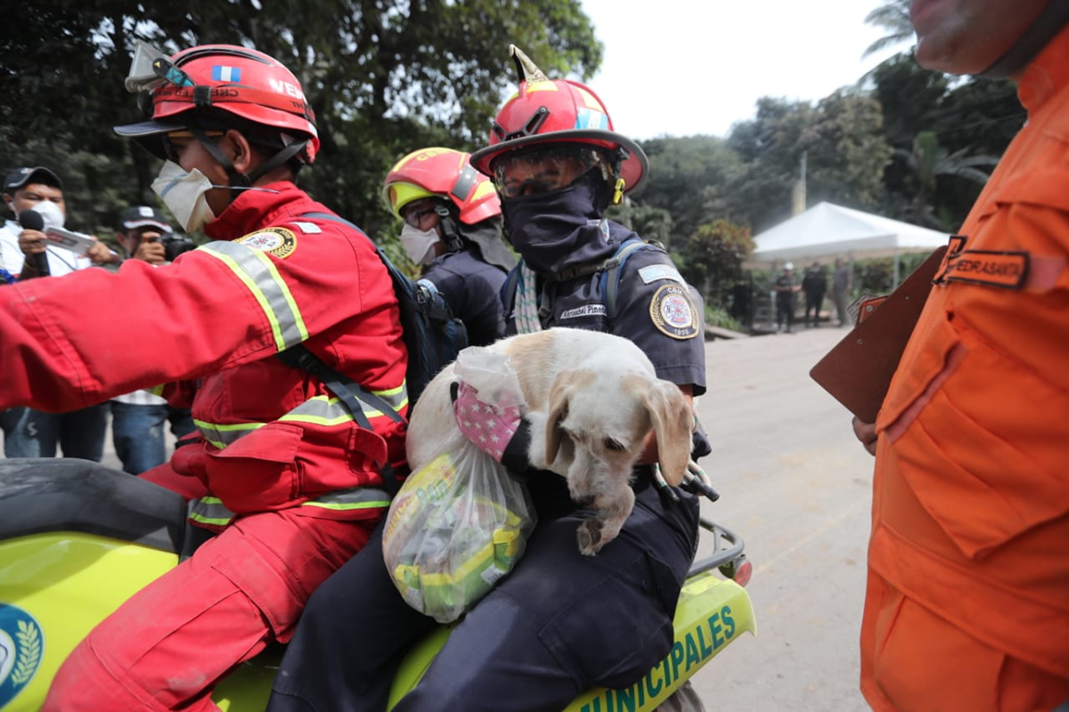 Aves, perros, gatos y otros animales fueron dejados a su suerte en las áreas afectadas por el Volcán de Fuego. Algunos fueron rescatados por socorristas y voluntarios.